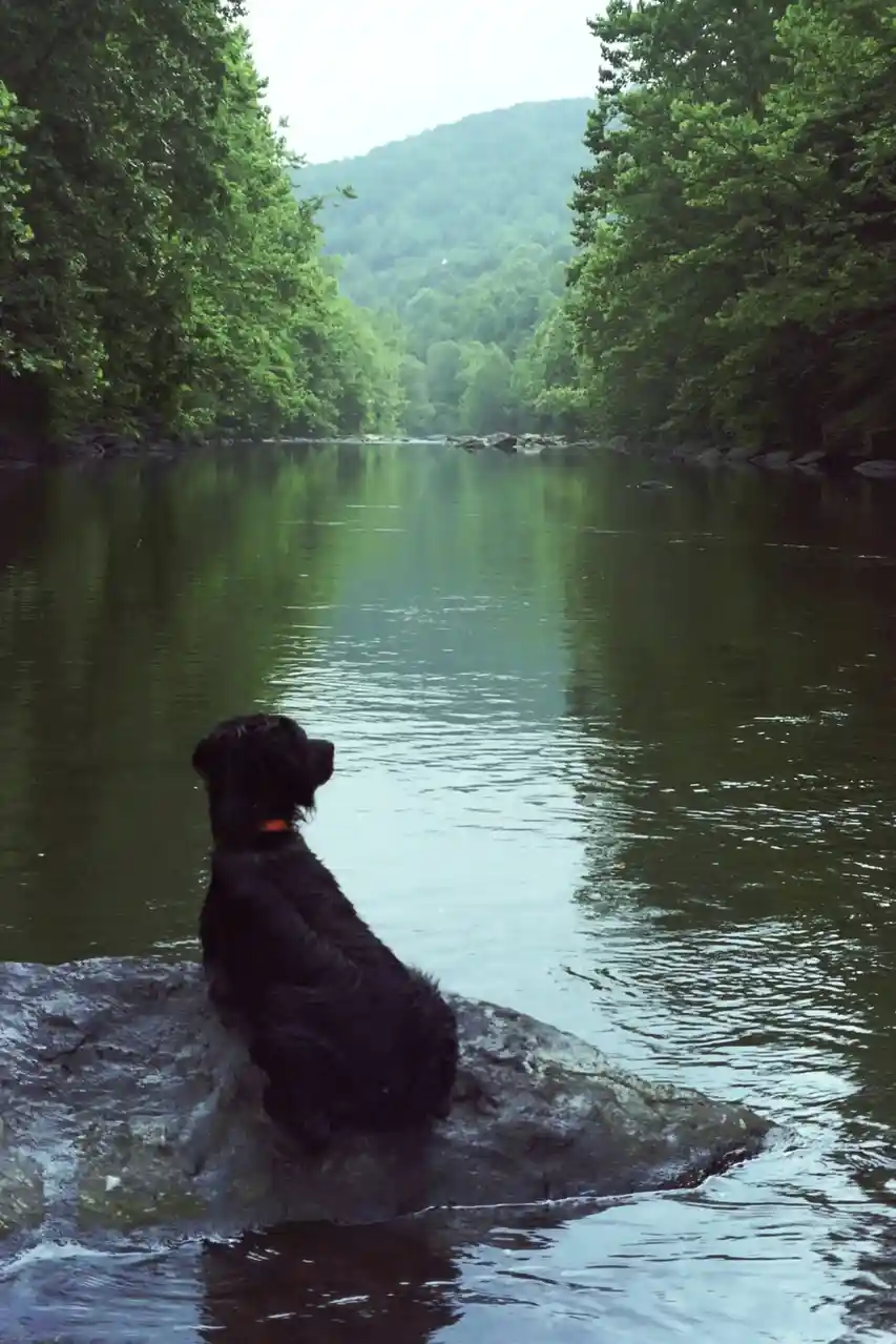 A black dog with a red collar sits calmly on a large rock partially submerged in a calm river, looking out at a lush green…