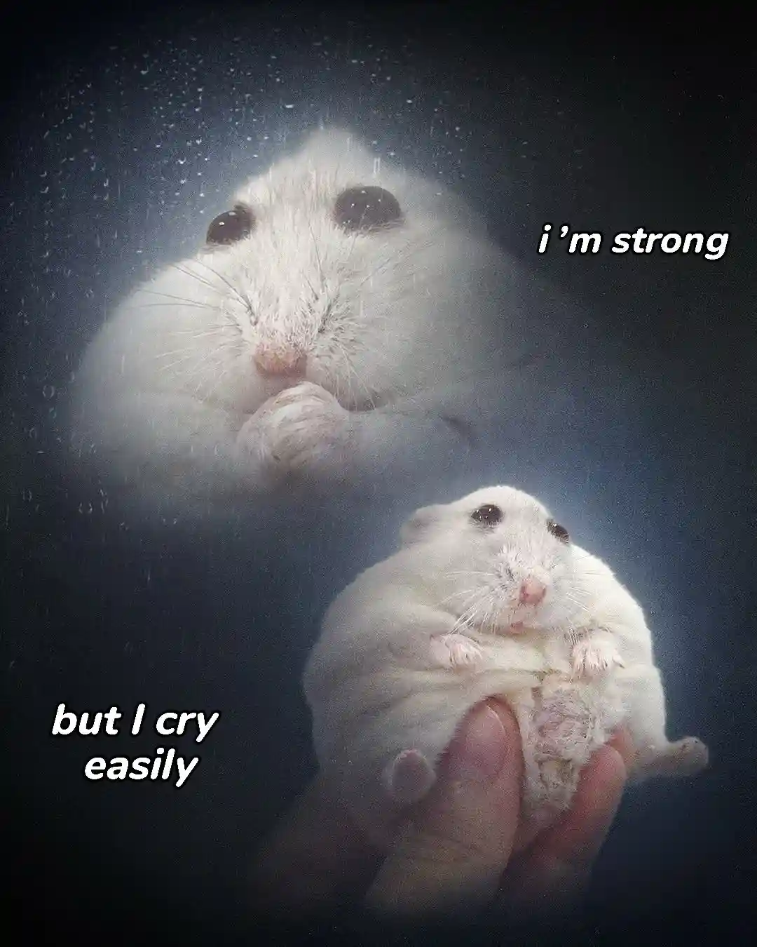 The image shows two white hamsters against a dark, rainy background. The top hamster, appearing larger and more dramatic…