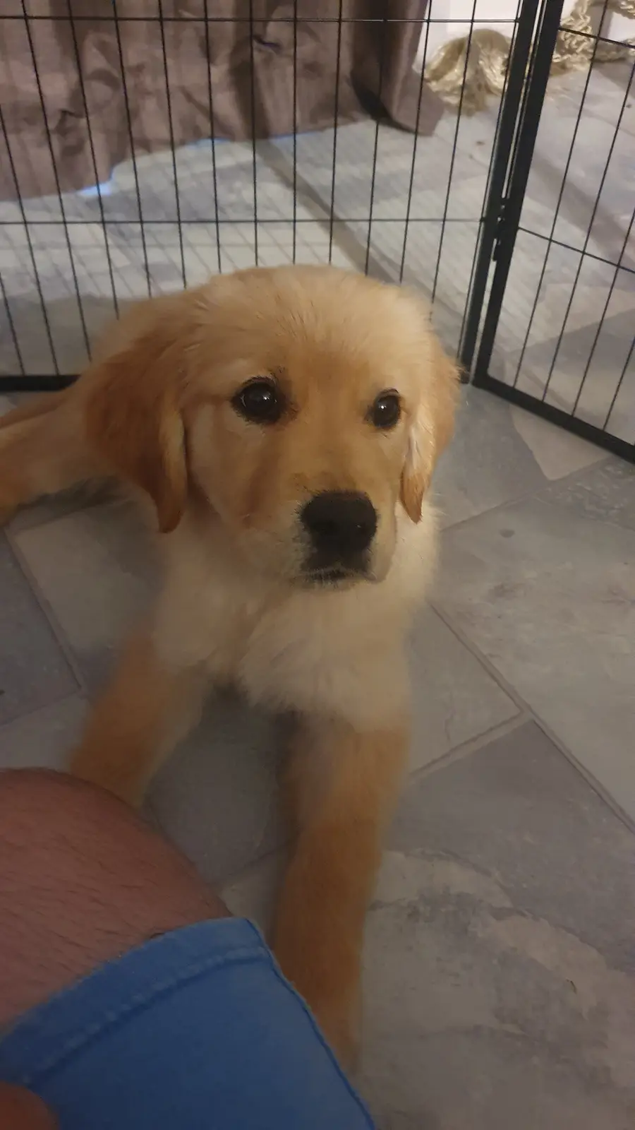 Adopted a golden retriever puppy and suddenly faced some unexpected emotional challenges.