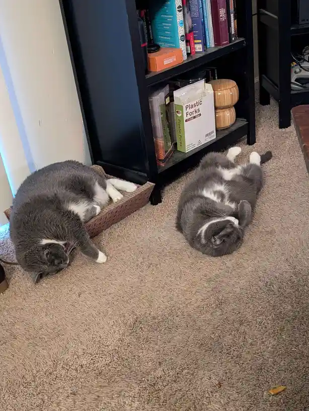 Two gray and white cats are lounging on a beige carpet; one is curled up in a cardboard box, the other is lying on its back…