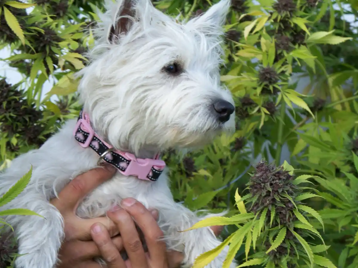 A white West Highland Terrier with a pink and black heart-patterned collar is being held by a person's hands, positioned in…