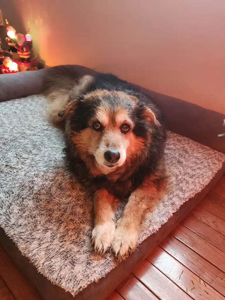 Daily dose of cuteness: Peanut the dog - Day 1573