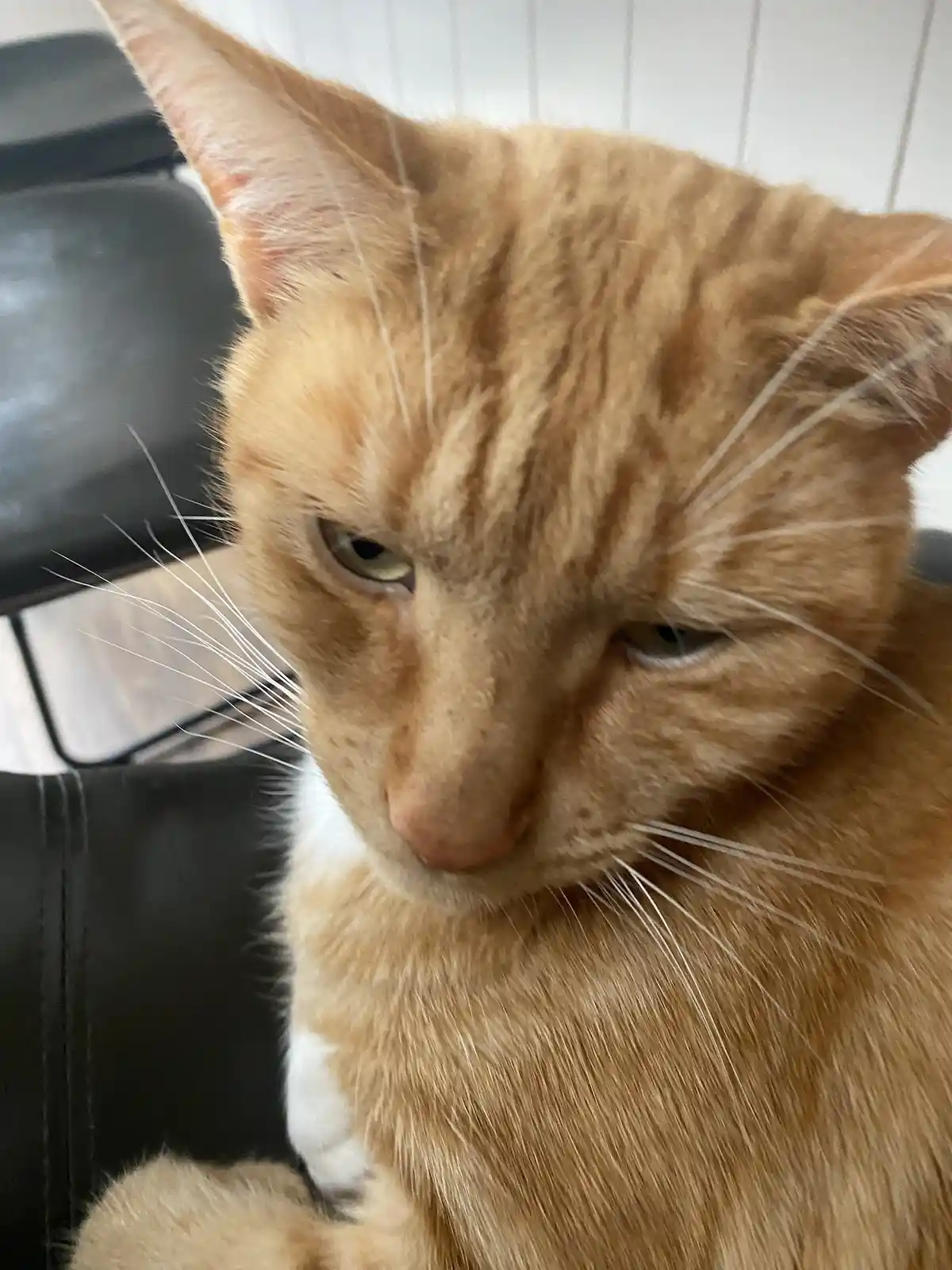 A close-up photo of an orange tabby cat with a stern, unimpressed expression, looking slightly downward with half-lidded…