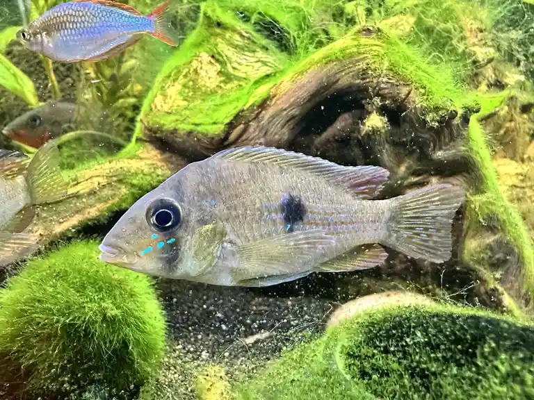 A close-up photo of a grey cichlid fish with blue markings around its mouth and a dark spot on its side, swimming in an…
