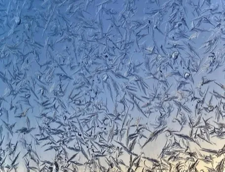 Chilling in the Frost: A Winter Wonderland