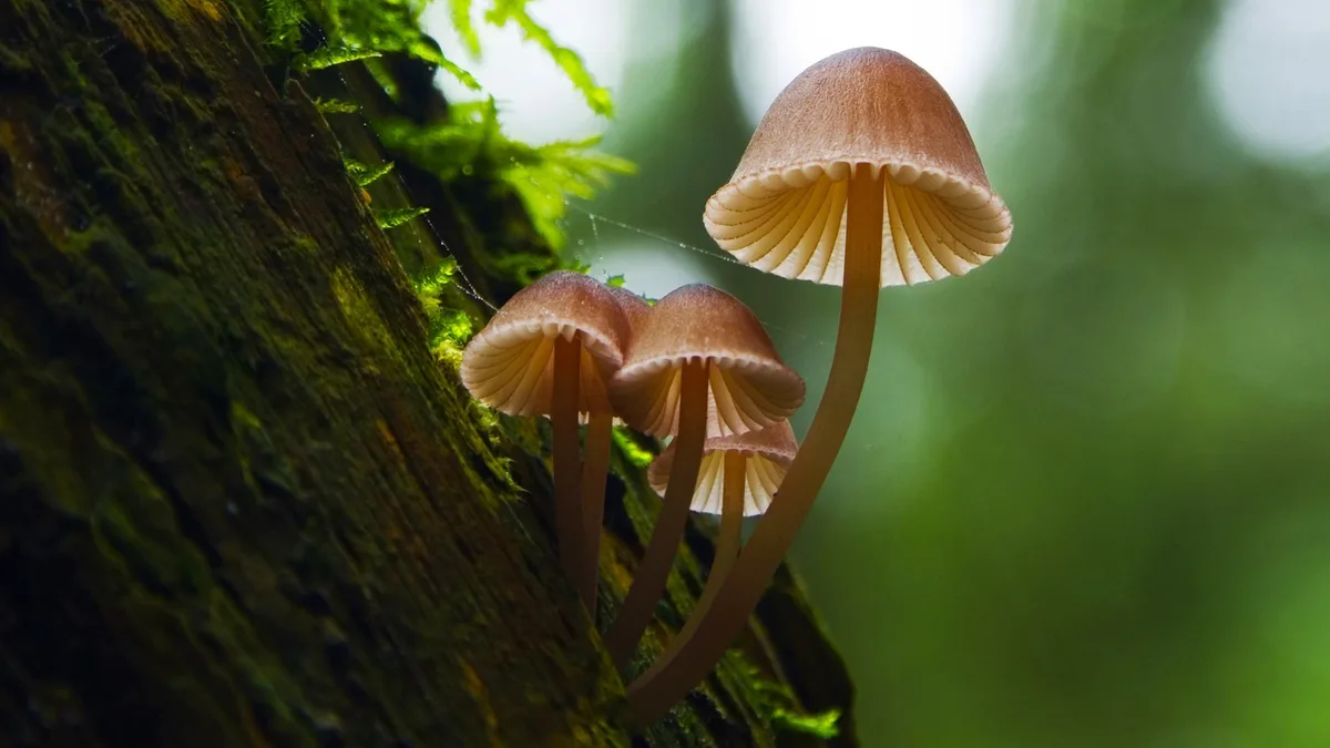 A close-up photograph shows four small, light-brown mushrooms growing from a moss-covered tree trunk in a forest. The…