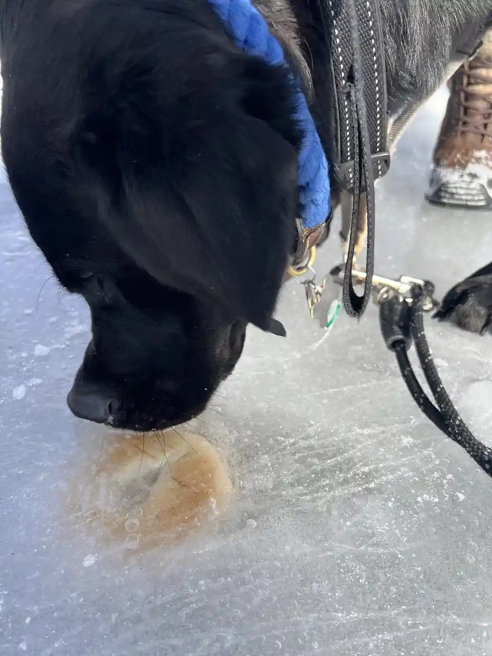 A black dog wearing a blue harness and leash is低头sniffing and eating a bagel that is partially submerged in a hole cut into…