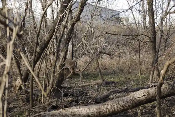 A deer is partially hidden among bare, tangled trees and branches in a wooded area with some grass and fallen logs. The…