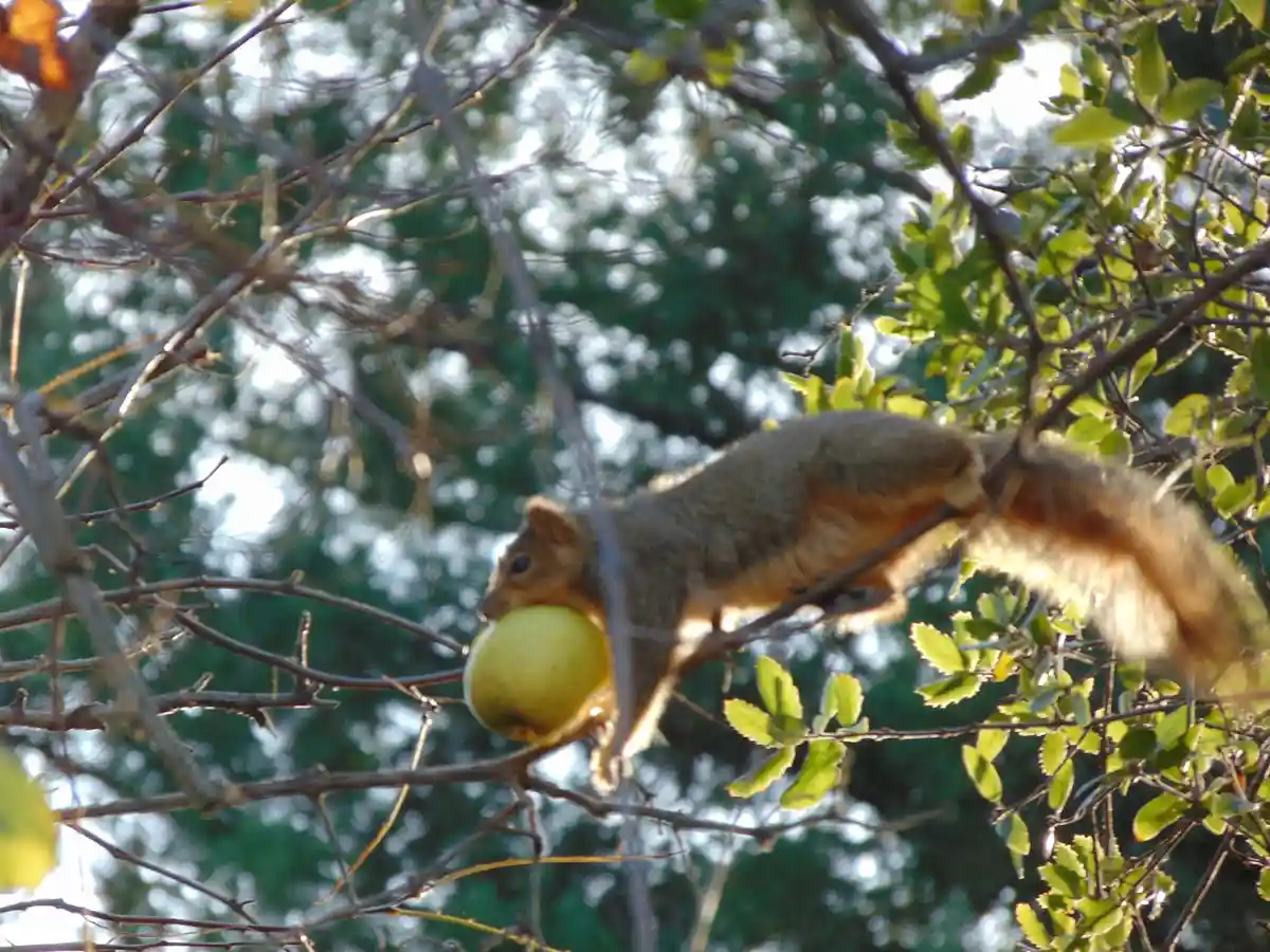 A small brown squirrel is perched on tree branches, holding a large yellow-green apple in its mouth. The background shows…