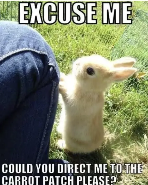 A small, light-colored baby rabbit stands on grass next to a person's denim-clad leg, looking up with an inquisitive…