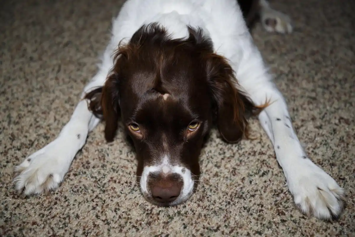 A brown and white dog with floppy ears lies on a speckled carpet, looking directly at the camera with a sad, pleading…