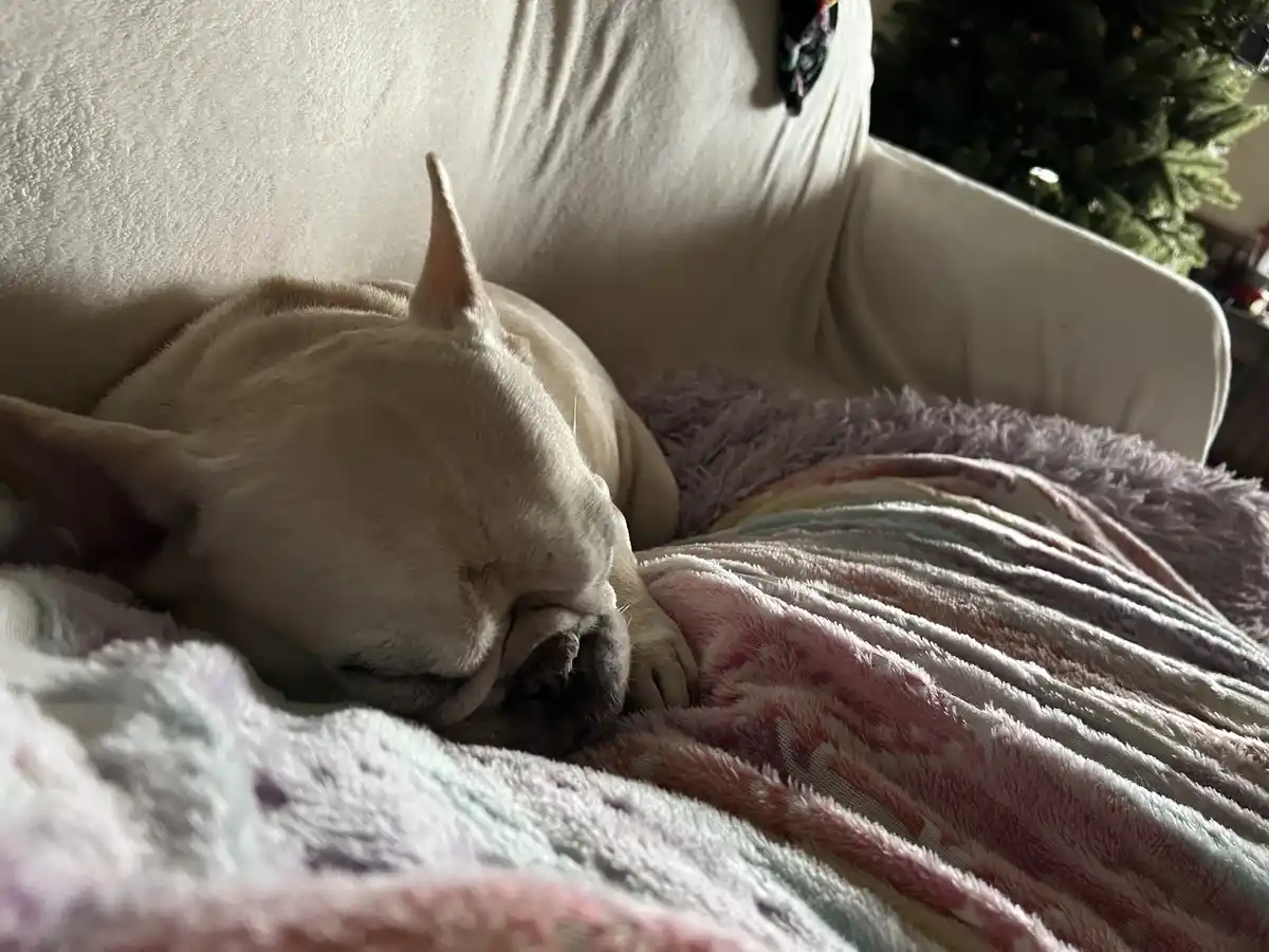 A light-colored French bulldog is sleeping soundly on a soft, multi-colored blanket draped over a white couch. In the…