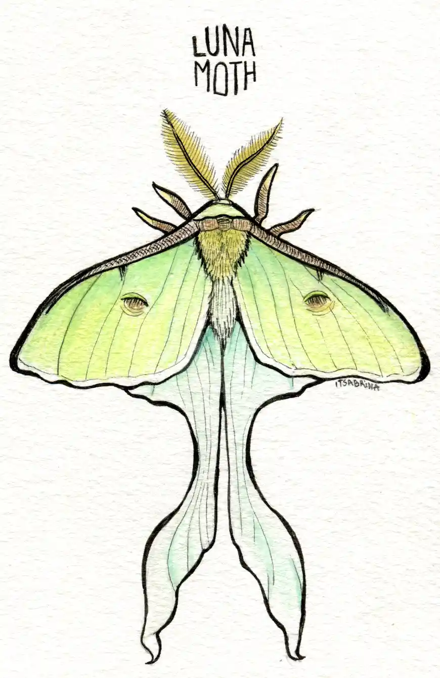 A hand-drawn illustration of a green Luna moth with large, feathery antennae and distinctive eye spots on its wings, labeled…