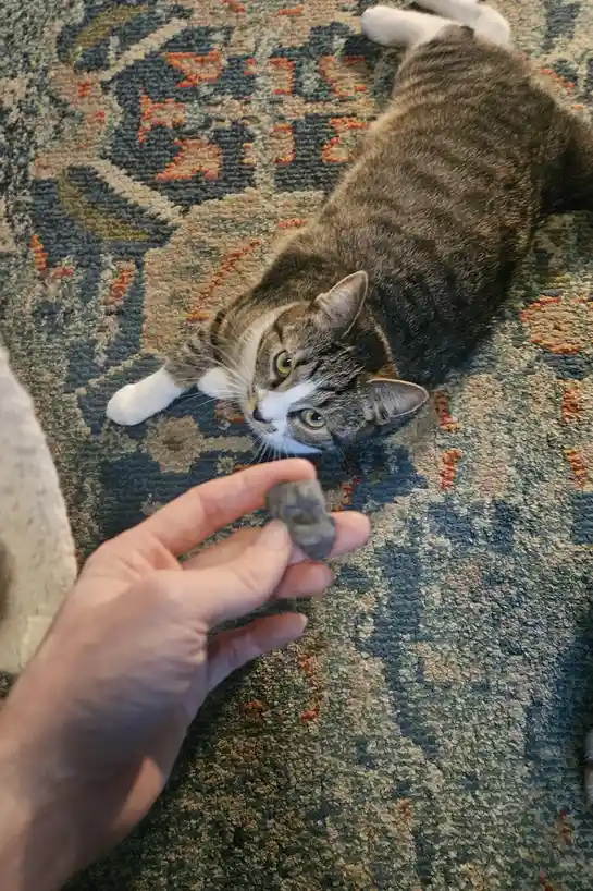 A tabby cat with white paws lies on a patterned rug, looking up at a human hand holding a small gray rock that is shaped…