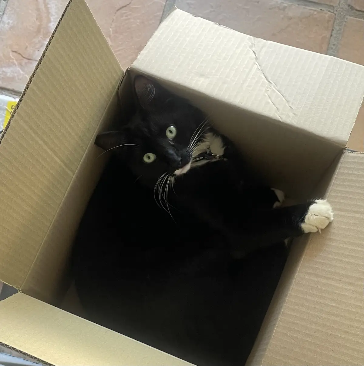 A black cat with white paws and a white muzzle is lounging inside an open cardboard box, looking up at the camera with wide…