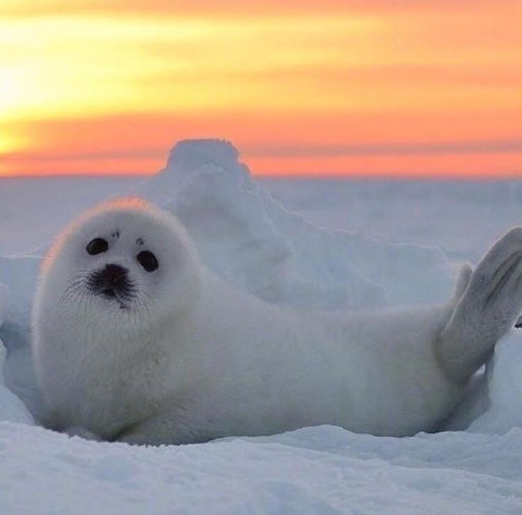 As the Sun Sets, I'm Still a Seal