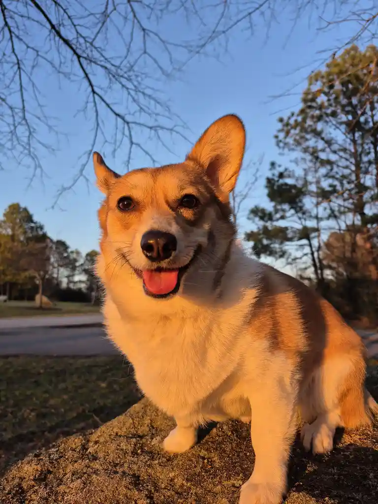 A happy, tan-and-white corgi sits on a rock outdoors during golden hour, looking directly at the camera with its tongue out…