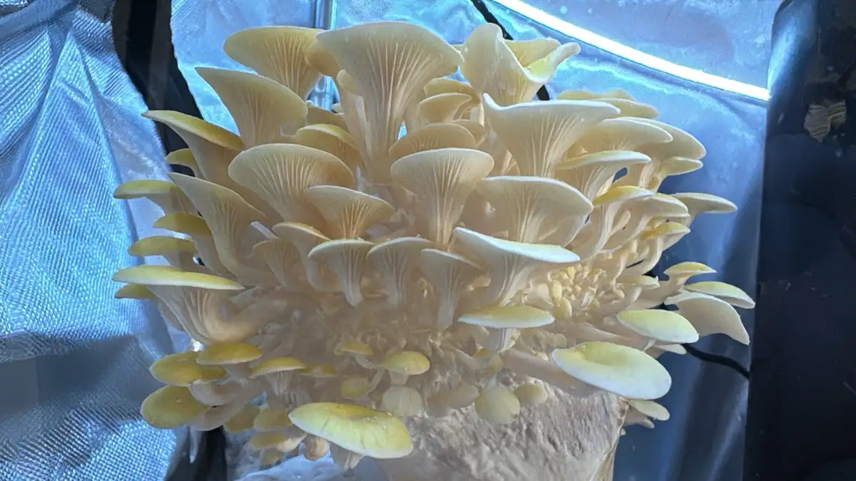 A dense cluster of pale yellow oyster mushrooms growing in a cultivated setup, with a bright blue LED grow light visible…