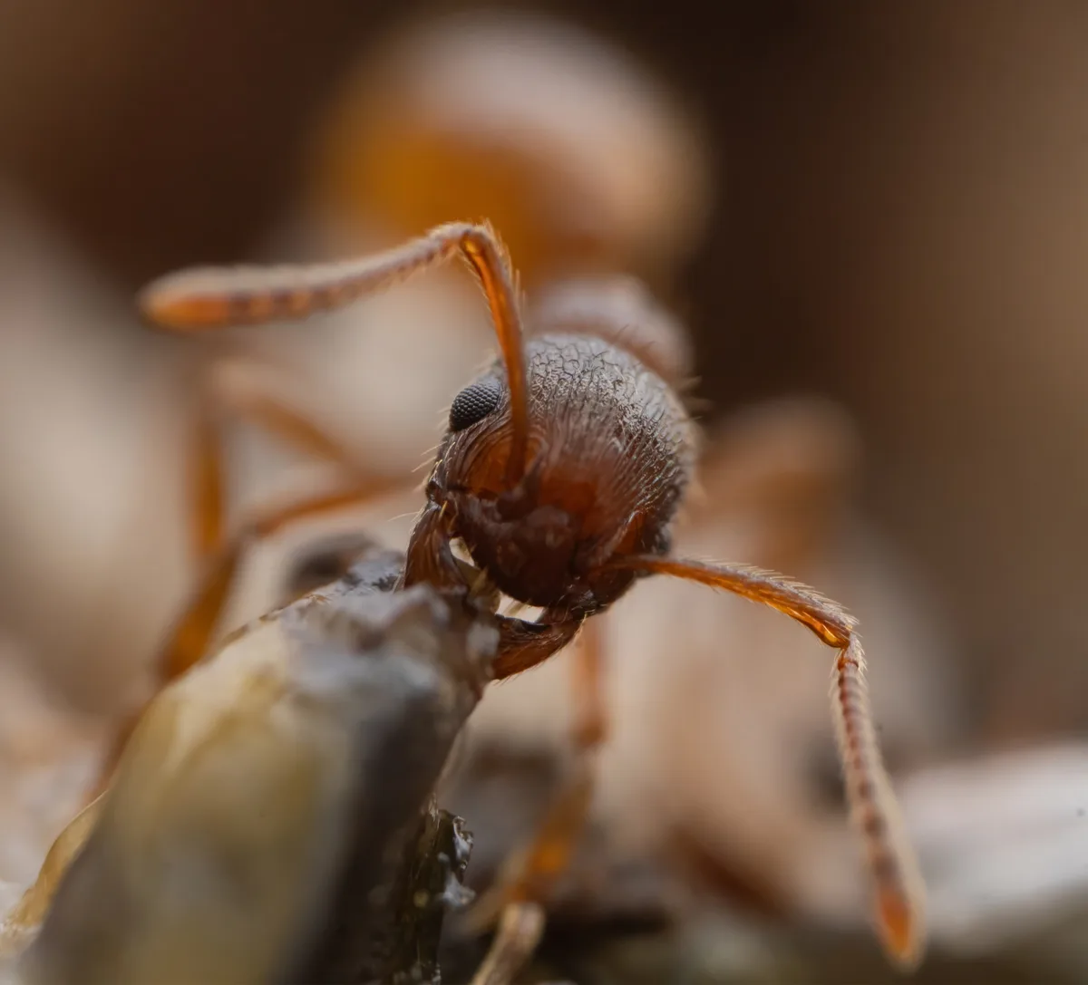 A macro photograph shows a reddish-brown ant in sharp focus, gripping a piece of organic debris with its mandibles, while…