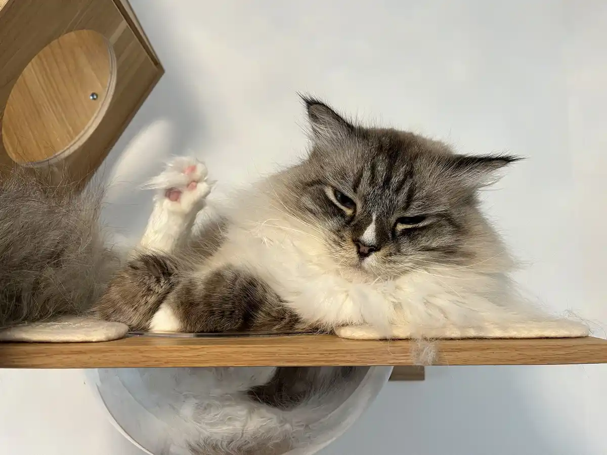 A fluffy gray and white cat with a grumpy expression lies on its back on a wooden shelf, one paw raised, surrounded by cat…