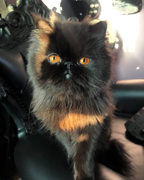 A fluffy black and brown Persian cat with bright orange eyes sits regally on a black leather chair, looking directly at the…